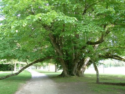 Arbre remarquable par son envergure, situ prs du chteau