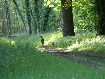 La chasse  cour a lieu  chaque anne dans les forts du chteau...les cerfs et sangliers sont au menu.