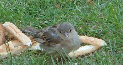 Feeding time