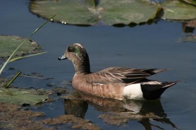 06 03 2005 American Wigeon 4245.jpg