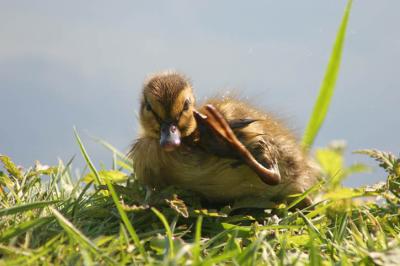 06 03 2005 Baby duck 4379.jpg
