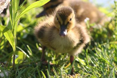 06 03 2005 Baby duck 4419.jpg