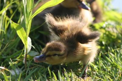 06 03 2005 Baby duck 4420.jpg