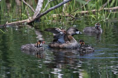 06 19 2005 Pied-billed Grebe family 5539.jpg