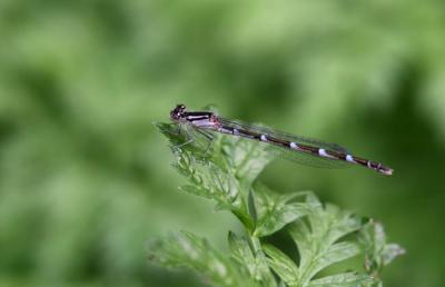 09 02 2005 Damselfly 2193.jpg