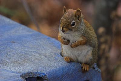 10 22 2005 squirrel 110.jpg
