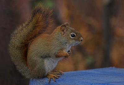 10 22 2005 squirrel 101.jpg
