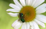 06 19 2005 Green fly 5383.jpg