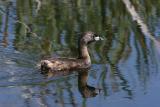 06 19 2005 Pied-billed Grebe  5446.jpg