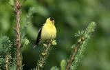 06 26 2005 American Goldfinch 5985.jpg