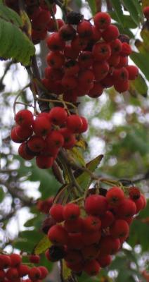 september berries