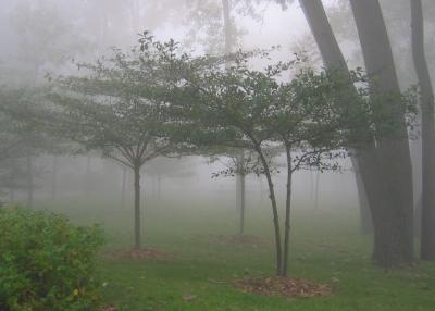 autumn mist