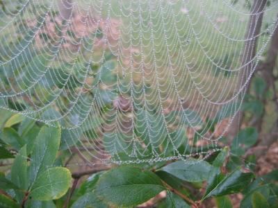 autumn's lace in mist