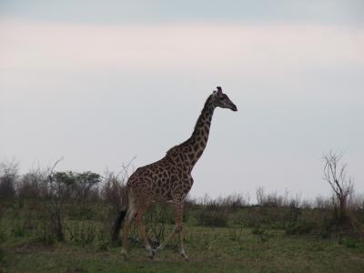 Kenya0133.JPG