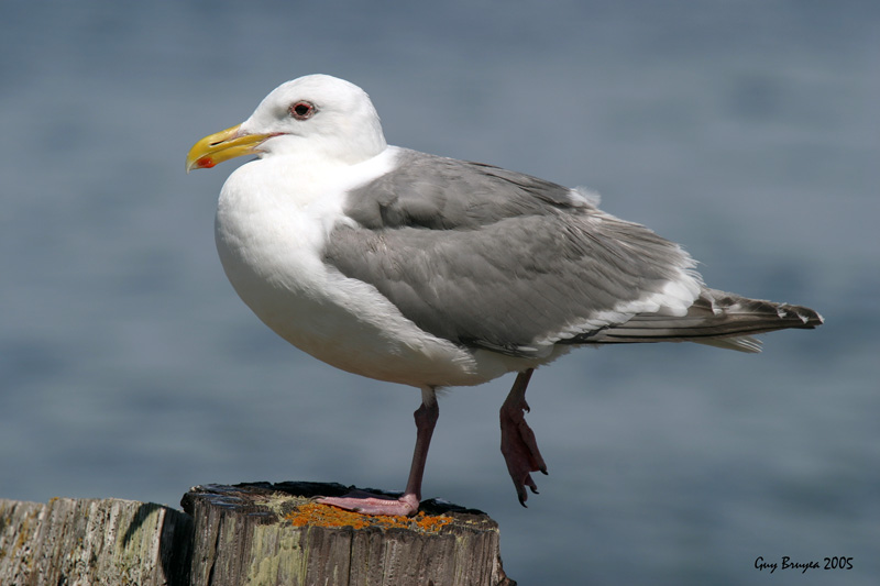 Western Gull