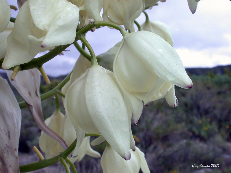 Yucca whipplei