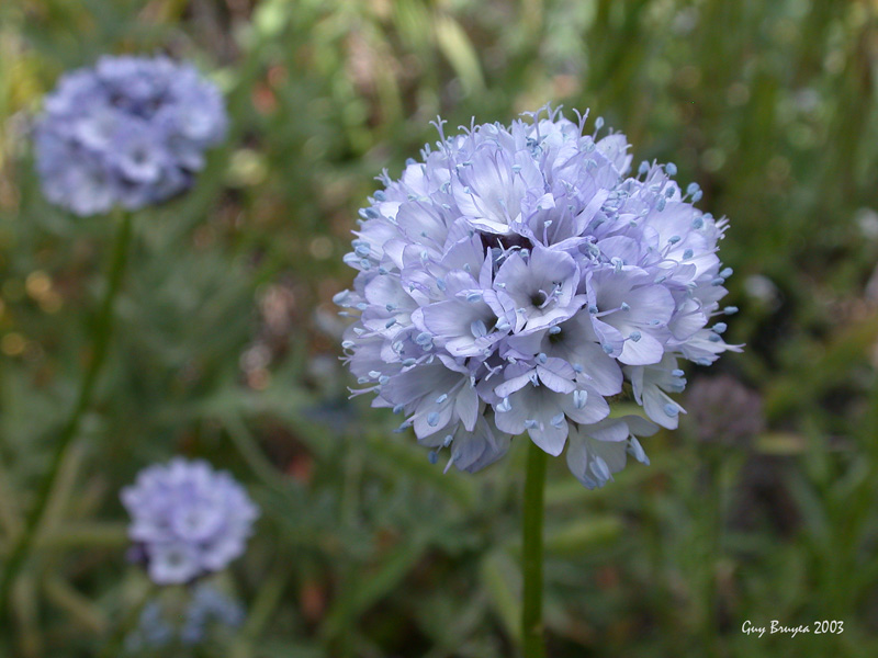 Gilia capitata