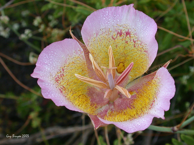 Calochortus plummerae