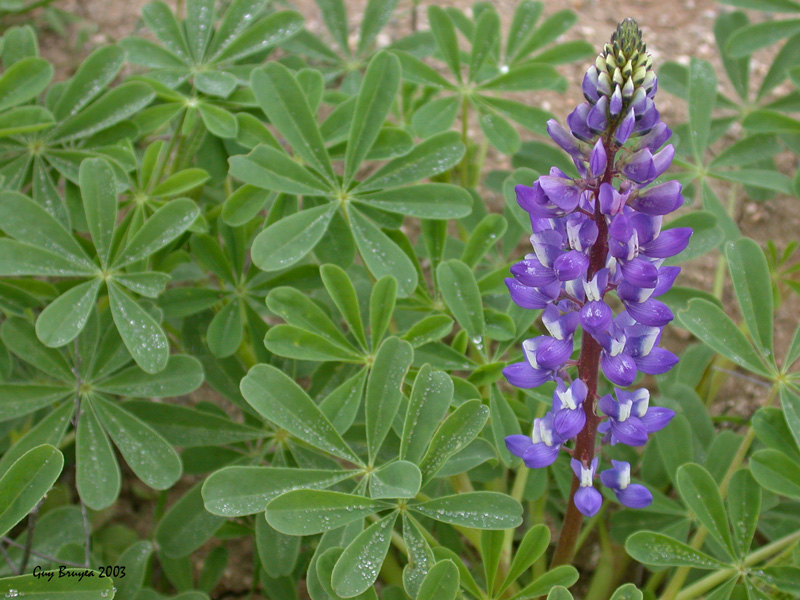 Lupinus succulentus