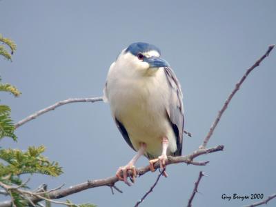 Black-crowned Night Heron