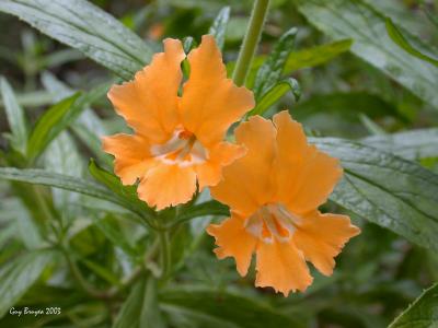 Mimulus aurantiacus