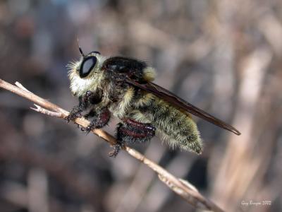 Bumblebee Robber Fly
