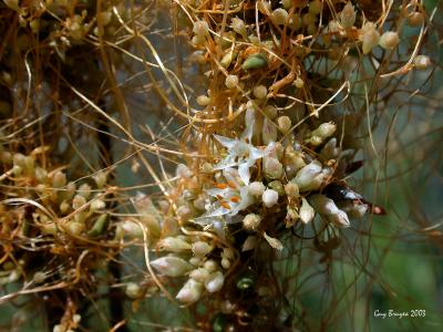 Cuscuta californica