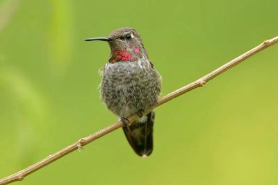 Annas Hummingbird