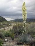 Yucca whipplei