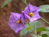 Solanum xanti