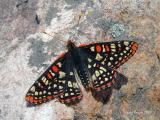 Chalcedon Checkerspot