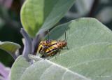 Three-lined Potato Beetle