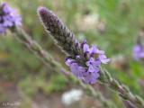 Verbena lasiostachys