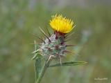 Centaurea melitensis*