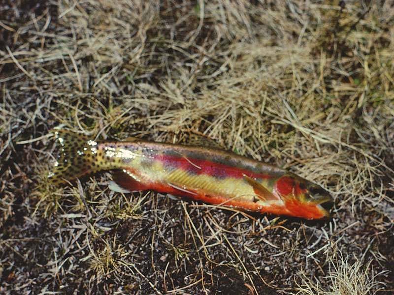 Golden Trout. Sierras