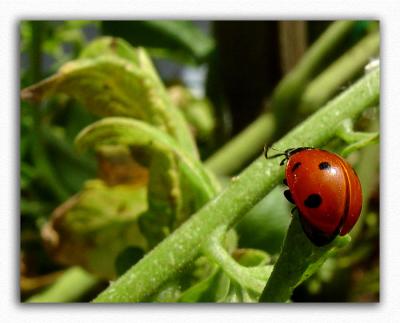 v3/39/6739/3/48416202.LadyBug.jpg