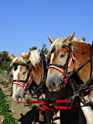 Horse Team For Wagon Ride