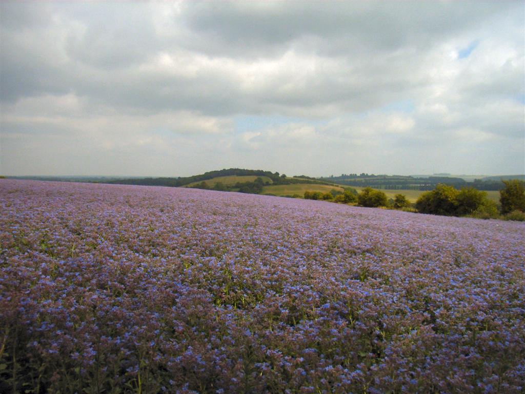 Fields of colour ..if only I knew what they were!