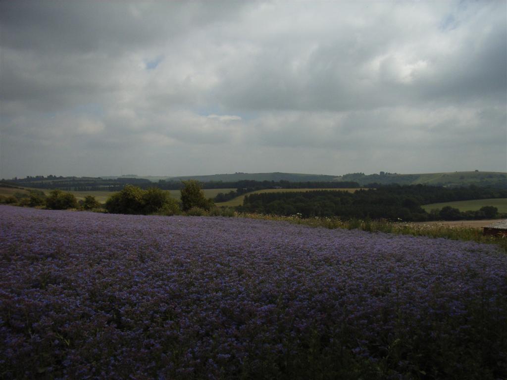 Stormy Kingsclere downs