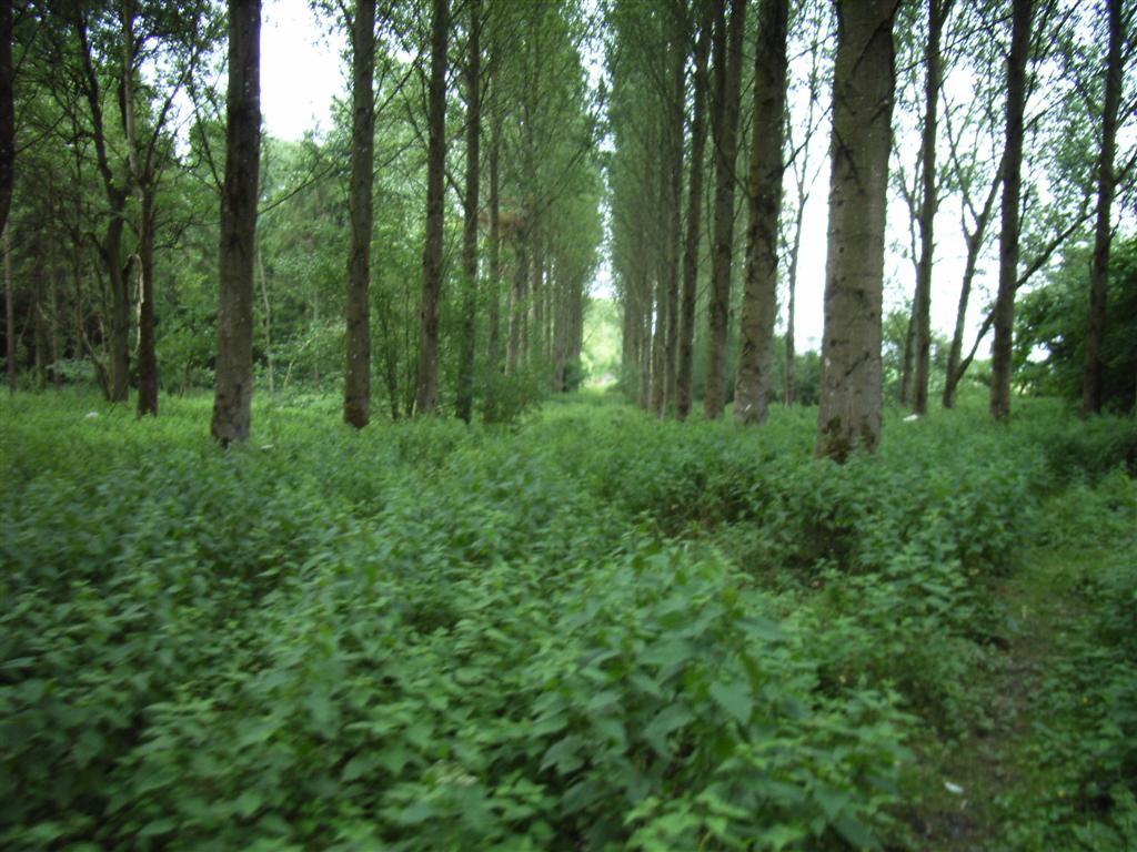 plantation?