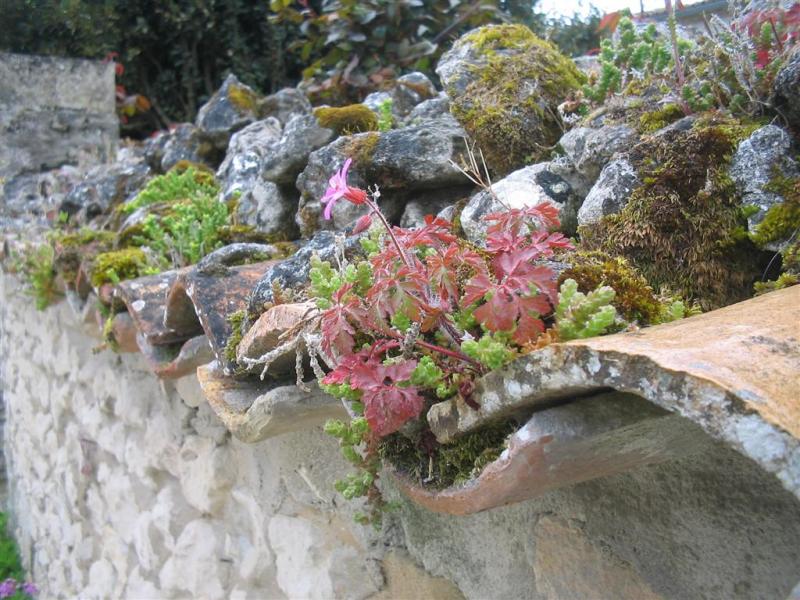Plants everywhere!