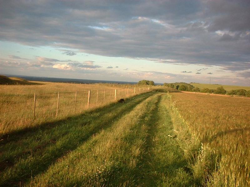 kingsclere and hannington mast as always seems in view on our walks!