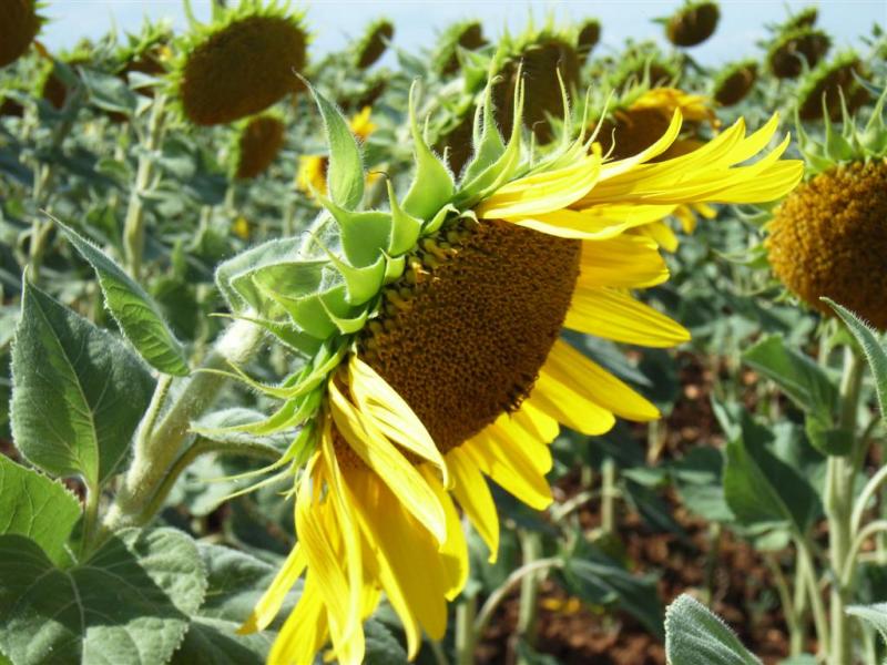 sun flowers