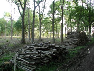 crowmarsh copse?