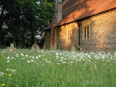 St Lawrence church - wild flowers