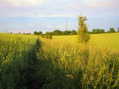 towards hannington tv mast