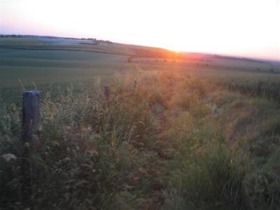Overgrown wayfarers walk - towards sunset 