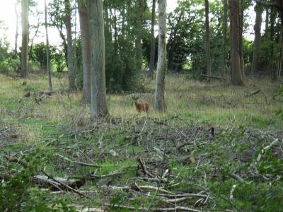 deer in the woods