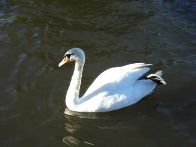 Swan lake :-)