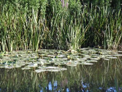 Water lillys